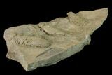 Cruziana (Fossil Trilobite Trackway) - Missouri #134851-1